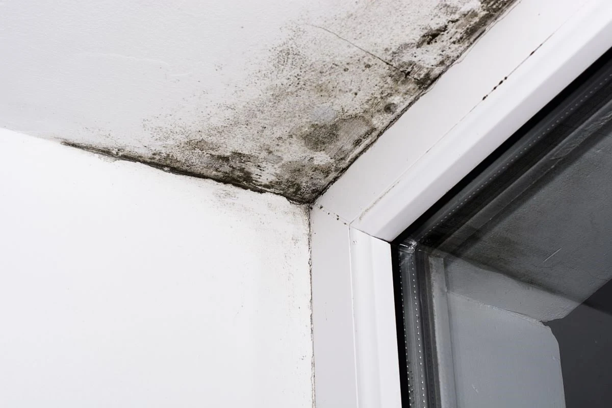ceiling mold