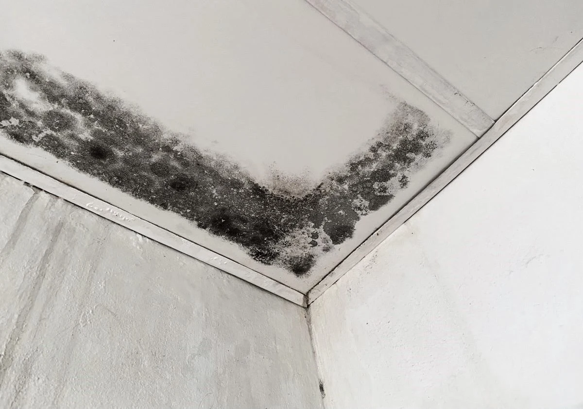 ceiling mold
