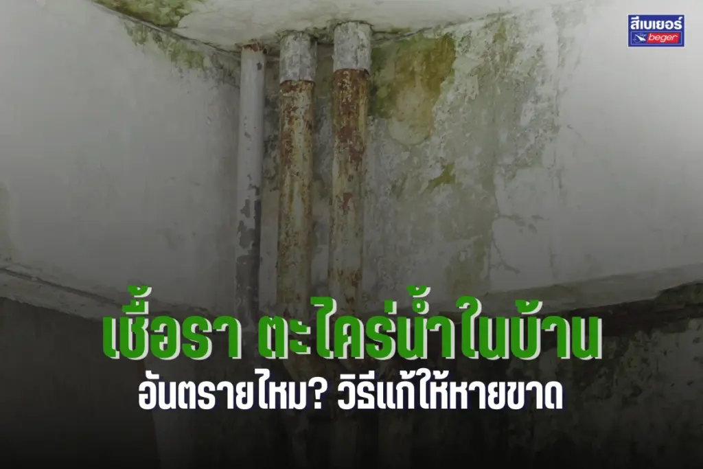 เชื้อรา ตะไคร่น้ำในบ้าน อันตรายไหม? วิธีแก้ให้หายขาด