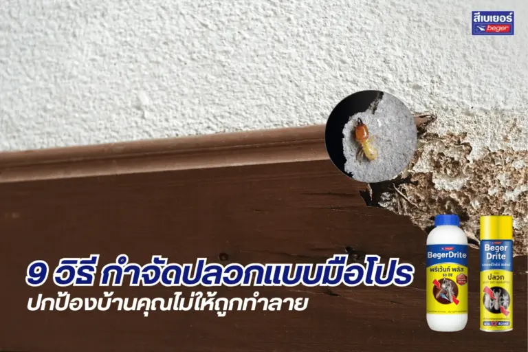 9 วิธีกำจัดปลวกแบบมือโปร ปกป้องบ้านคุณไม่ให้ถูกทำลายจากเบเยอร์