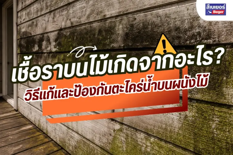 เชื้อราบนไม้เกิดจากอะไร? วิธีแก้และป้องกันตะไคร่น้ำบนผนังไม้