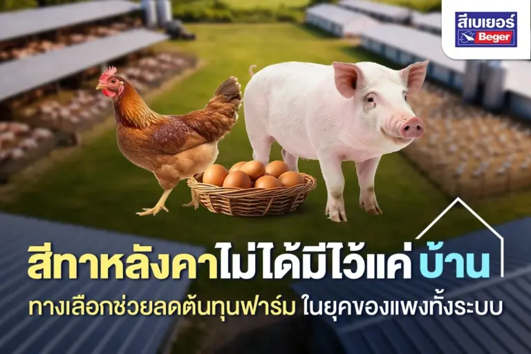 สีทาหลังคาไม่ได้มีไว้แค่บ้าน ทางเลือกช่วยลดต้นทุนฟาร์ม ในยุคของแพงทั้งระบบ